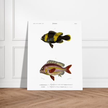 Planche de poissons Amphiprion et Scolopside - Charles d'Orbigny. Illustration scientifique de deux poissons : le premier, un poisson-clown à bandes noires et jaunes, et le second, un poisson de couleur rosée avec des écailles distinctes. Image d'illustration 6