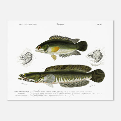 Planche ichthyologique : Anabas tortue et Ophicéphale strié, Charles d'Orbigny (30x40 cm). Planche gravée du XIXe siècle illustrant deux poissons: en haut un Anabas tortue, et en bas un Ophicephale strié.