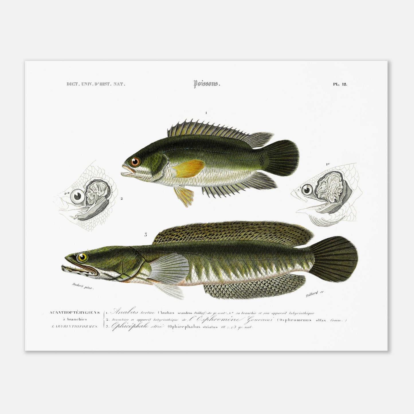 Planche ichthyologique : Anabas tortue et Ophicéphale strié, Charles d'Orbigny (40x50 cm). Planche gravée du XIXe siècle illustrant deux poissons: en haut un Anabas tortue, et en bas un Ophicephale strié.