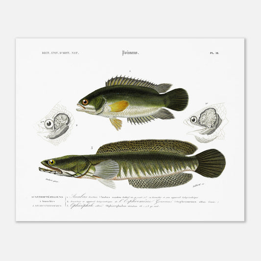 Planche ichthyologique : Anabas tortue et Ophicéphale strié, Charles d'Orbigny (40x50 cm). Planche gravée du XIXe siècle illustrant deux poissons: en haut un Anabas tortue, et en bas un Ophicephale strié.