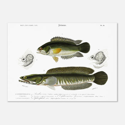 Planche ichthyologique : Anabas tortue et Ophicéphale strié, Charles d'Orbigny (50x70 cm). Planche gravée du XIXe siècle illustrant deux poissons: en haut un Anabas tortue, et en bas un Ophicephale strié.