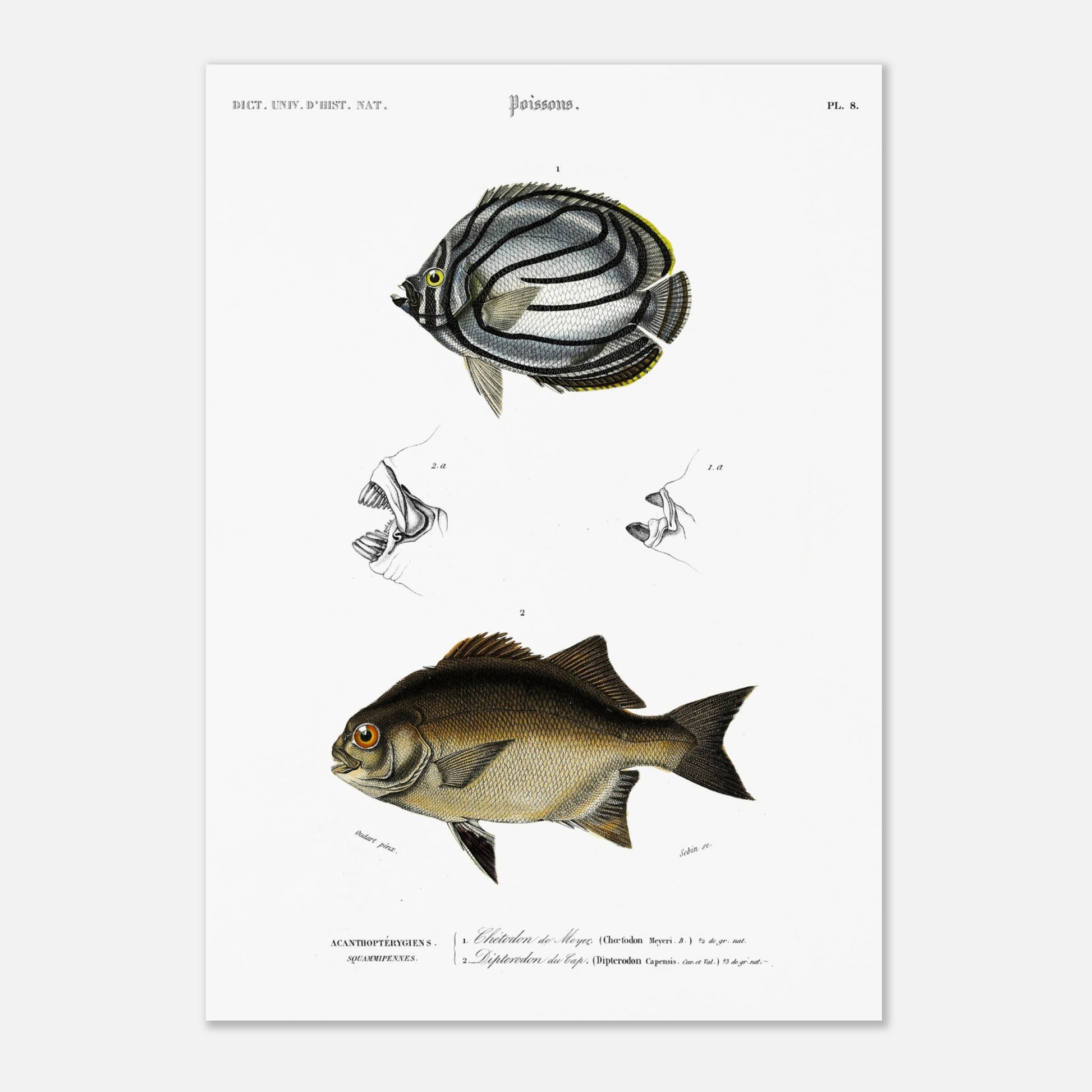 Planche de poissons : Chétodon de Meyer et Diptérodon du Cap par d'Orbigny (29,7x42 cm (A3)). Illustration scientifique d'un poisson Chétodon de Meyer, avec des vues détaillées de sa bouche en haut et un autre poisson noir en bas.