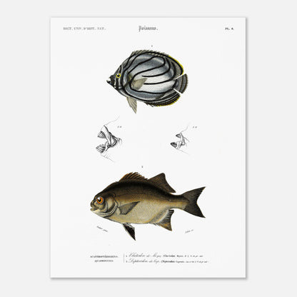Planche de poissons : Chétodon de Meyer et Diptérodon du Cap par d'Orbigny (30x40 cm). Illustration scientifique d'un poisson Chétodon de Meyer, avec des vues détaillées de sa bouche en haut et un autre poisson noir en bas.