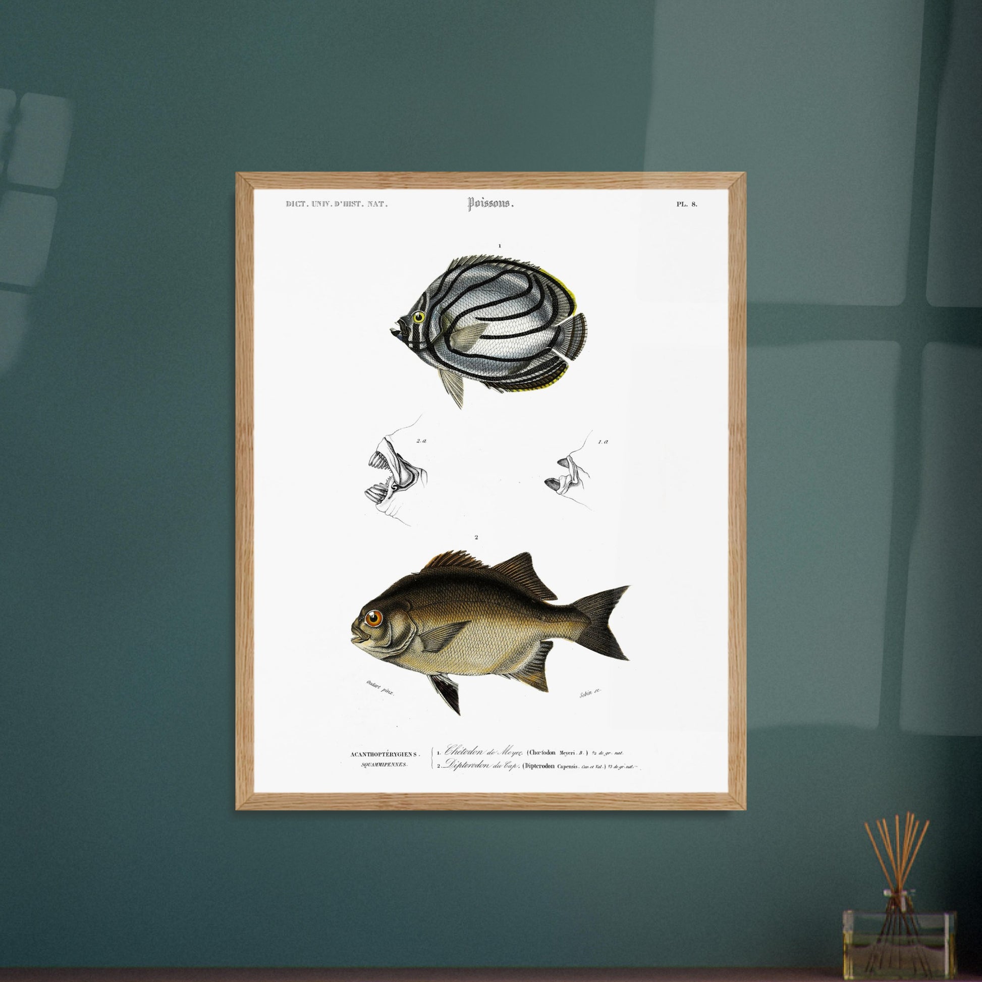 Planche de poissons : Chétodon de Meyer et Diptérodon du Cap par d'Orbigny. Illustration scientifique d'un poisson Chétodon de Meyer, avec des vues détaillées de sa bouche en haut et un autre poisson noir en bas. Image d'illustration 5