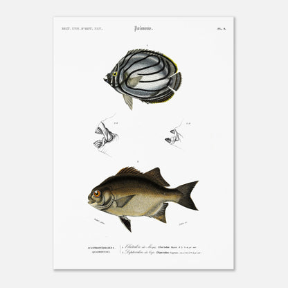 Planche de poissons : Chétodon de Meyer et Diptérodon du Cap par d'Orbigny (50x70 cm). Illustration scientifique d'un poisson Chétodon de Meyer, avec des vues détaillées de sa bouche en haut et un autre poisson noir en bas.