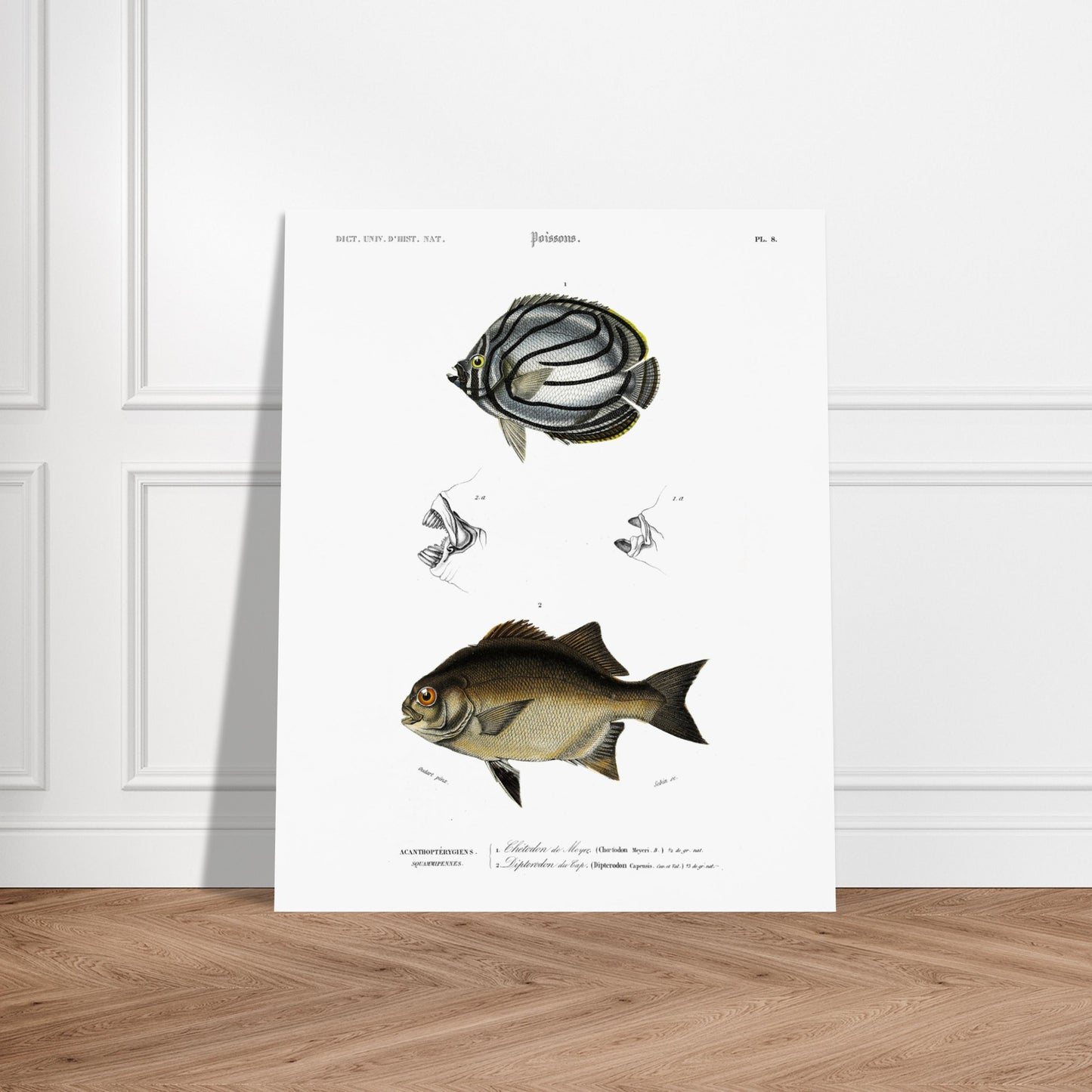 Planche de poissons : Chétodon de Meyer et Diptérodon du Cap par d'Orbigny. Illustration scientifique d'un poisson Chétodon de Meyer, avec des vues détaillées de sa bouche en haut et un autre poisson noir en bas. Image d'illustration 6