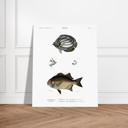 Planche de poissons : Chétodon de Meyer et Diptérodon du Cap par d'Orbigny. Illustration scientifique d'un poisson Chétodon de Meyer, avec des vues détaillées de sa bouche en haut et un autre poisson noir en bas. Image d'illustration 6