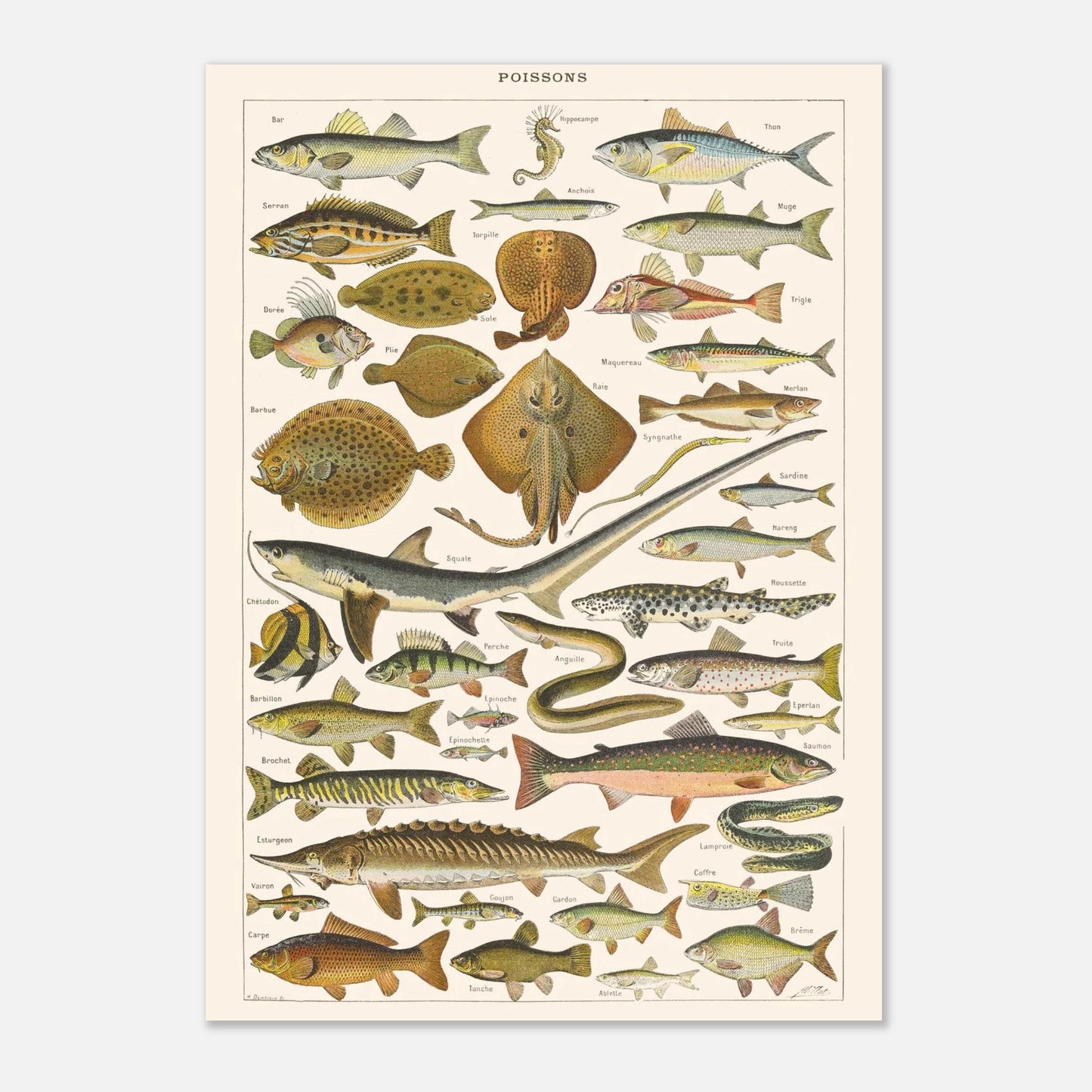 Planche Poissons - Illustration naturaliste ancienne Larousse 1910 (21x29,7 cm (A4)). Planche de l'Encyclopédie Larousse de 1910 titrée "Poissons", présentant une collection de poissons marins et d'eau douce, avec leurs noms.