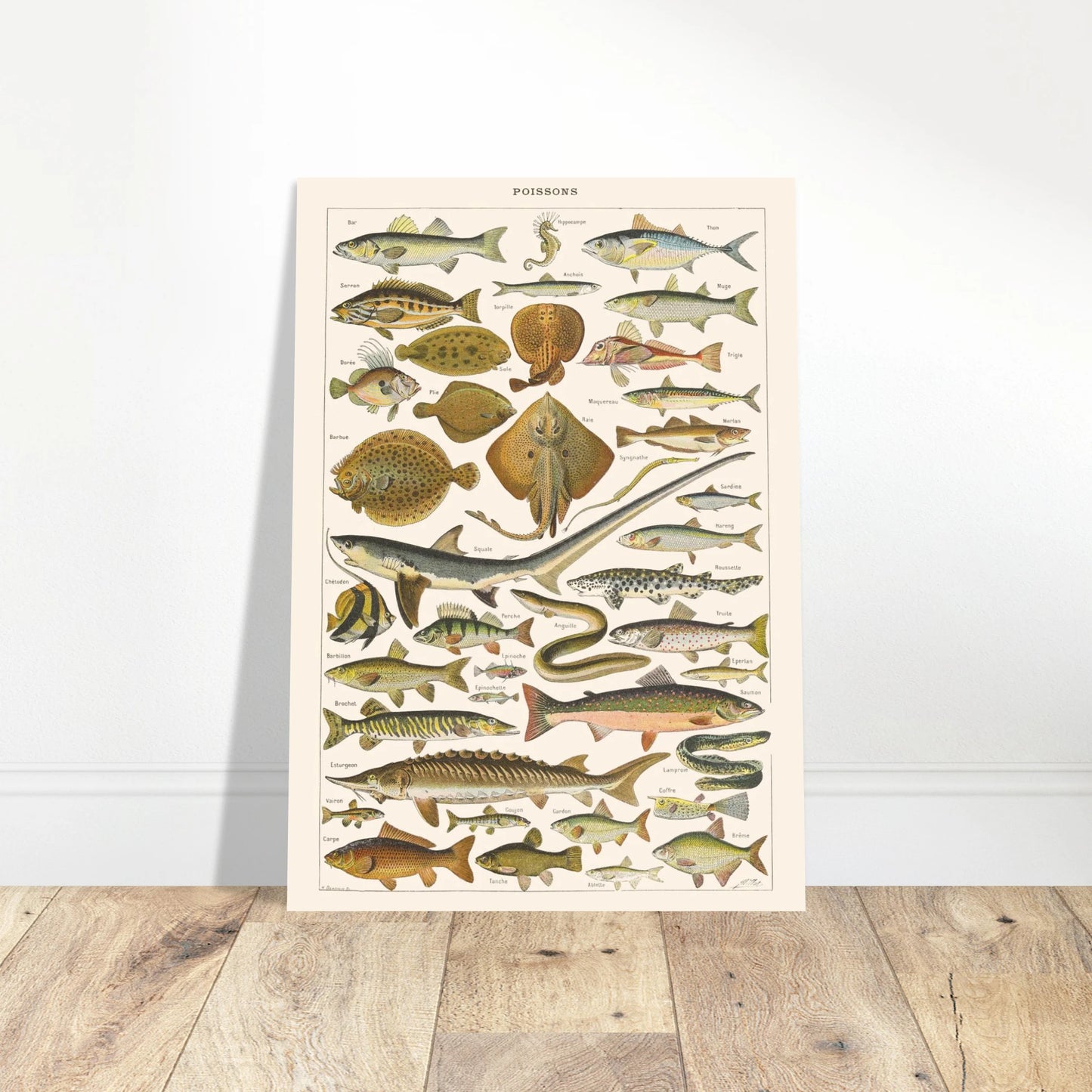 Planche Poissons - Illustration naturaliste ancienne Larousse 1910. Planche de l'Encyclopédie Larousse de 1910 titrée "Poissons", présentant une collection de poissons marins et d'eau douce, avec leurs noms. Image d'illustration 4