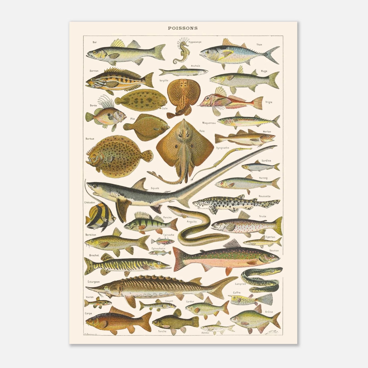 Planche Poissons - Illustration naturaliste ancienne Larousse 1910 (42x59,4 cm (A2)). Planche de l'Encyclopédie Larousse de 1910 titrée "Poissons", présentant une collection de poissons marins et d'eau douce, avec leurs noms.