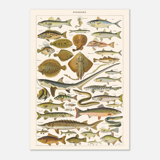 Planche Poissons - Illustration naturaliste ancienne Larousse 1910 (42x59,4 cm (A2)). Planche de l'Encyclopédie Larousse de 1910 titrée "Poissons", présentant une collection de poissons marins et d'eau douce, avec leurs noms.