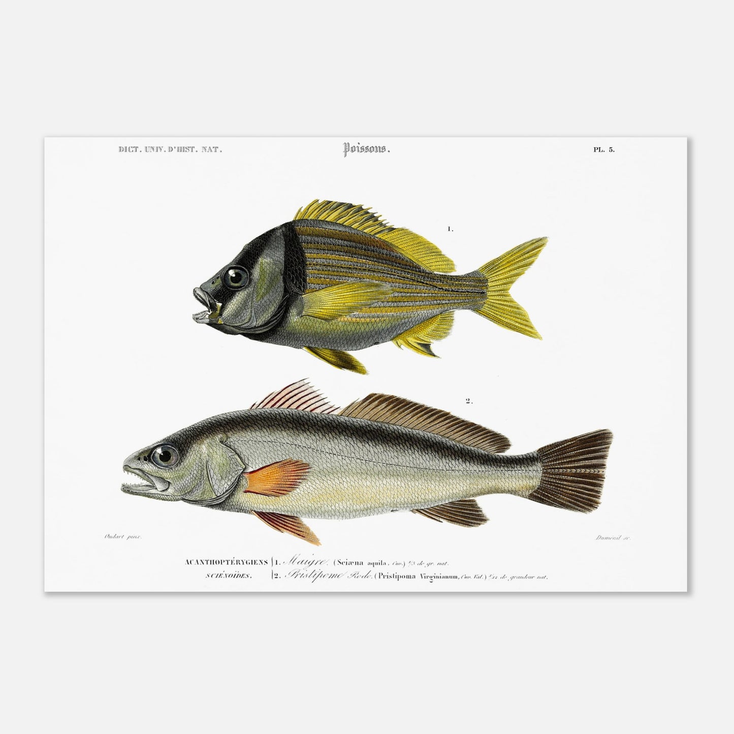 Planche naturaliste de poissons : Maigre et Pristipome Rodo (Orbigny) (42x59,4 cm (A2)). Illustration scientifique de deux poissons : un maigre (Sciæna aquila) et un pristipome rodo (Pristipoma virginianum).