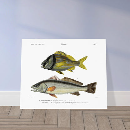 Planche naturaliste de poissons : Maigre et Pristipome Rodo (Orbigny). Illustration scientifique de deux poissons : un maigre (Sciæna aquila) et un pristipome rodo (Pristipoma virginianum). Image d'illustration 5