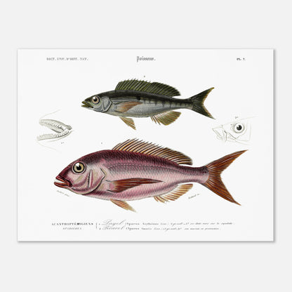 Planche de poissons : Pagel commun et Picarel commun par Charles d'Orbigny (30x40 cm). Illustration scientifique d'un poisson ressemblant à une perche commune, avec des détails anatomiques de la tête, extraite du Dictionnaire Universel d'Histoire Naturelle.