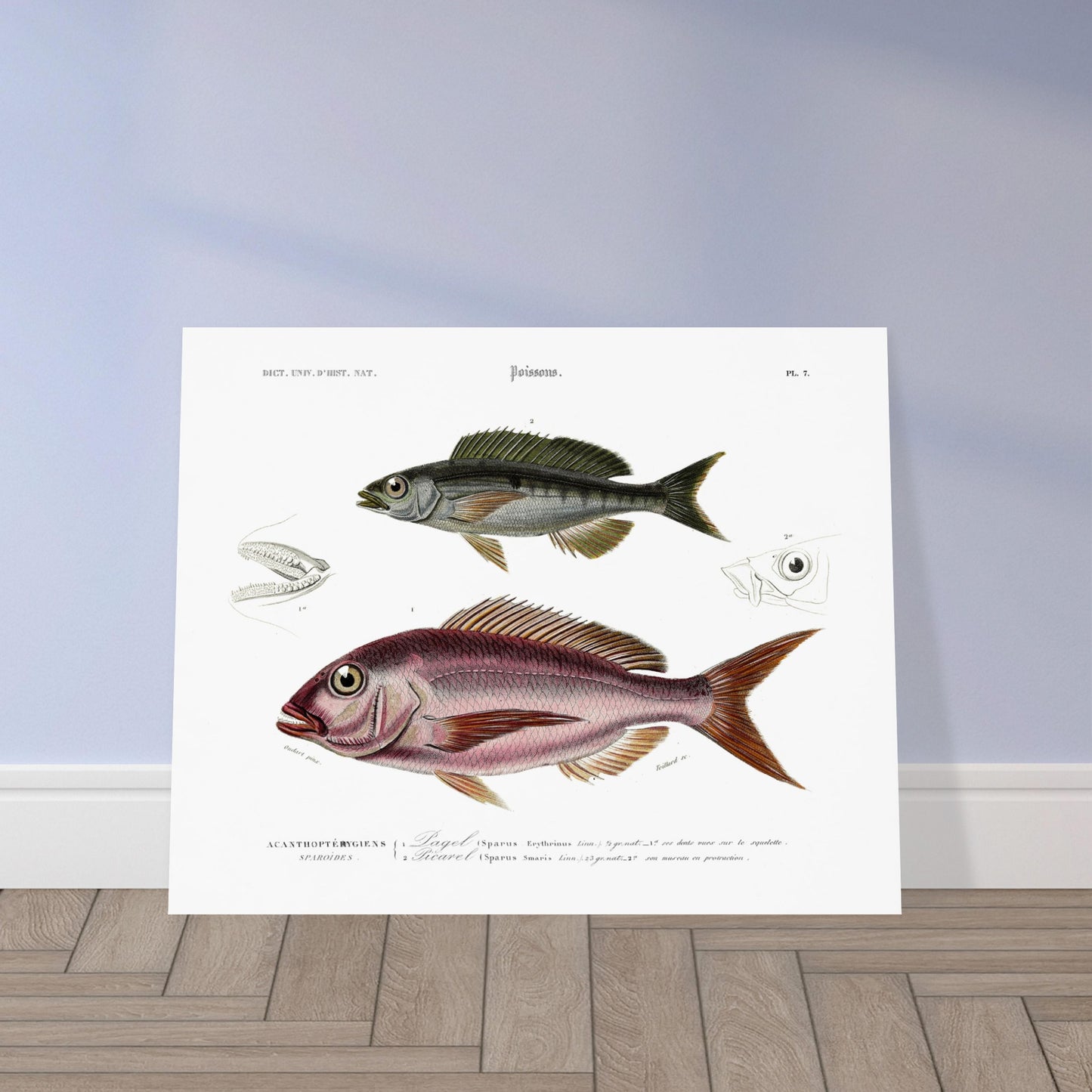 Planche de poissons : Pagel commun et Picarel commun par Charles d'Orbigny. Illustration scientifique d'un poisson ressemblant à une perche commune, avec des détails anatomiques de la tête, extraite du Dictionnaire Universel d'Histoire Naturelle. Image d'illustration 5