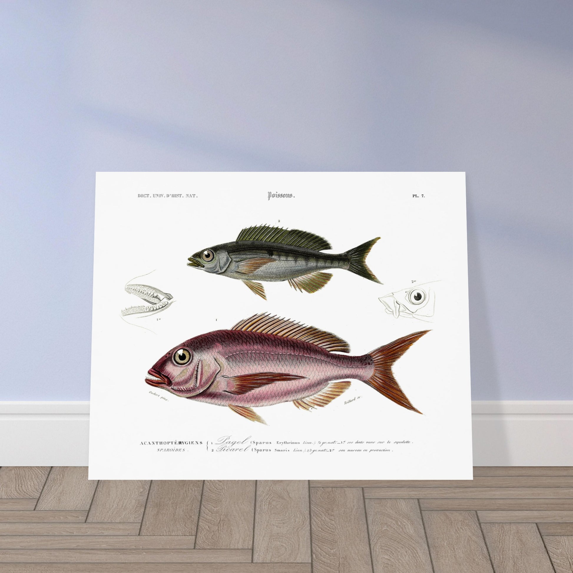 Planche de poissons : Pagel commun et Picarel commun par Charles d'Orbigny. Illustration scientifique d'un poisson ressemblant à une perche commune, avec des détails anatomiques de la tête, extraite du Dictionnaire Universel d'Histoire Naturelle. Image d'illustration 5