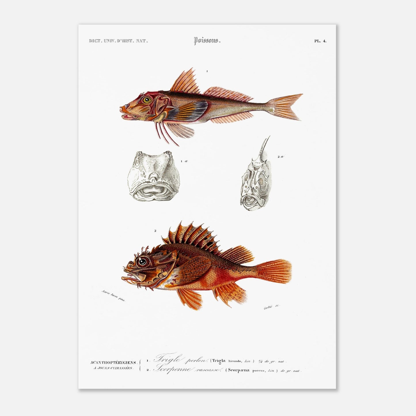 Planche ancienne de poissons : Trigle perlon et Vivaneau commun, d'Orbigny (42x59,4 cm (A2)). Planche gravée du XIXe siècle montrant deux poissons : en haut un Trigle perlon, et en bas une vivaneau commun.