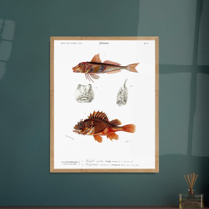 Planche ancienne de poissons : Trigle perlon et Vivaneau commun, d'Orbigny. Planche gravée du XIXe siècle montrant deux poissons : en haut un Trigle perlon, et en bas une vivaneau commun. Image d'illustration 5