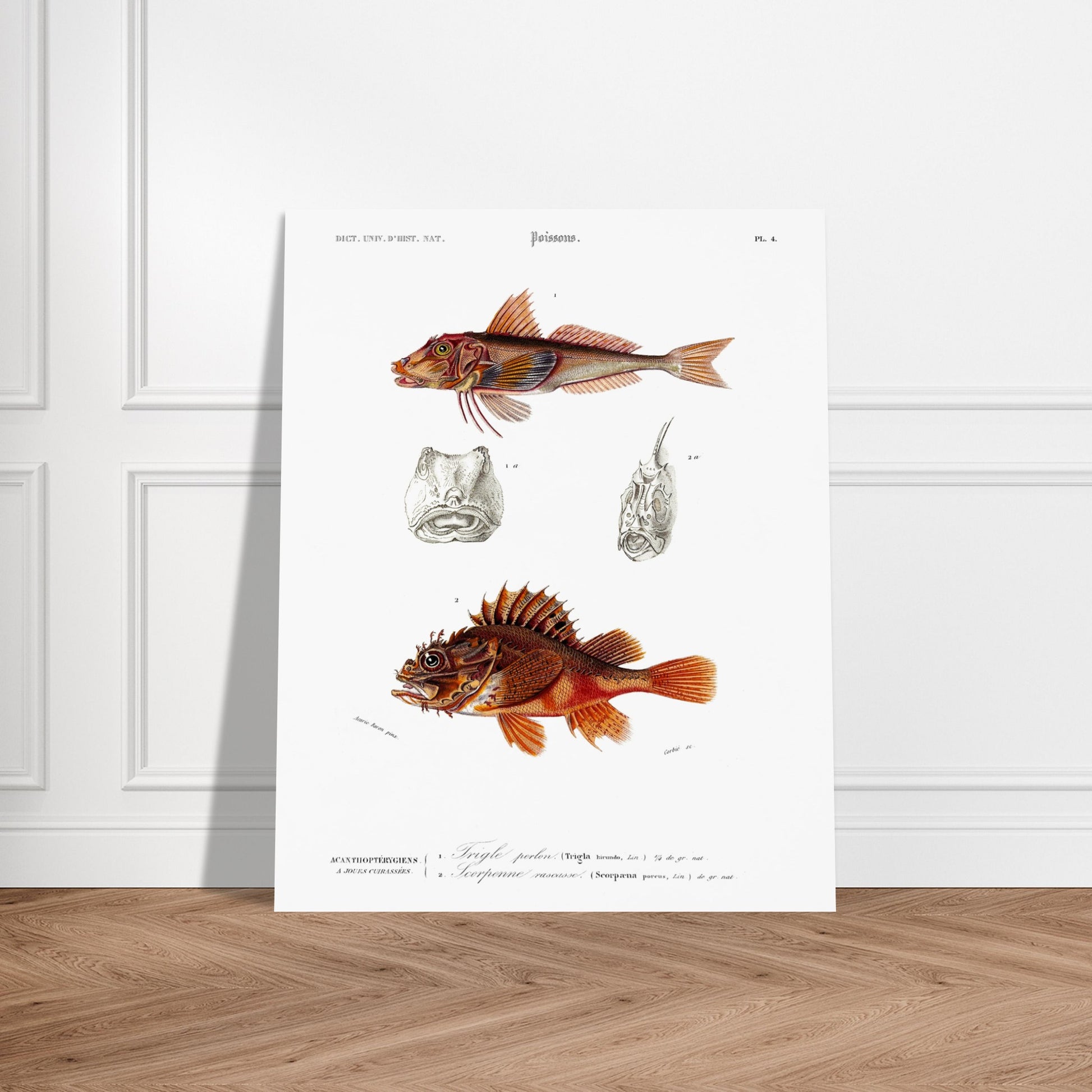 Planche ancienne de poissons : Trigle perlon et Vivaneau commun, d'Orbigny. Planche gravée du XIXe siècle montrant deux poissons : en haut un Trigle perlon, et en bas une vivaneau commun. Image d'illustration 6