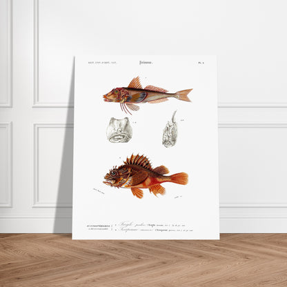 Planche ancienne de poissons : Trigle perlon et Vivaneau commun, d'Orbigny. Planche gravée du XIXe siècle montrant deux poissons : en haut un Trigle perlon, et en bas une vivaneau commun. Image d'illustration 6