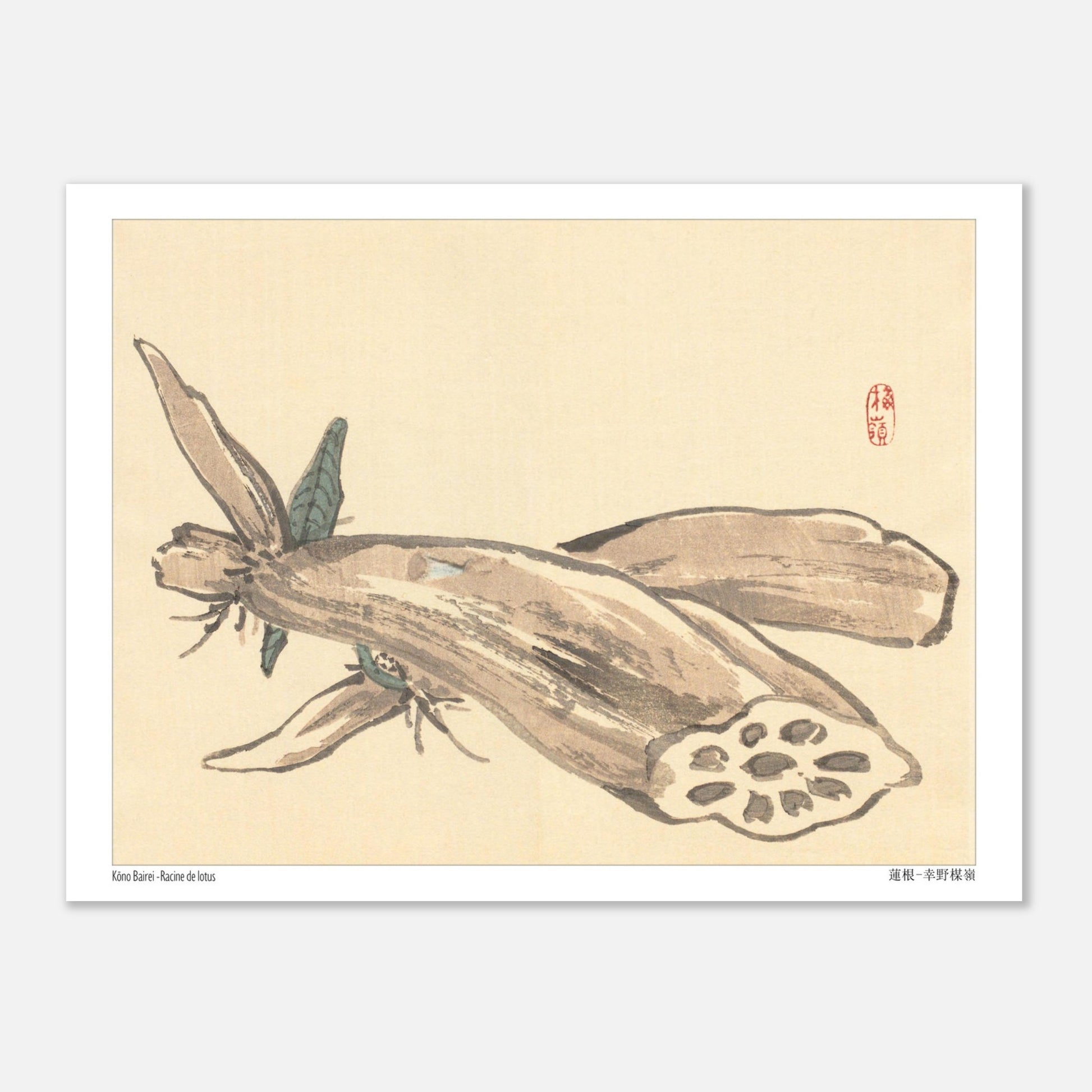 Planche Naturaliste de Racine de Lotus (Renkon) par Kōno Bairei (15x20 cm). Illustration japonaise ancienne montrant une racine de lotus coupée, révélant sa structure alvéolée, avec des feuilles au premier plan.