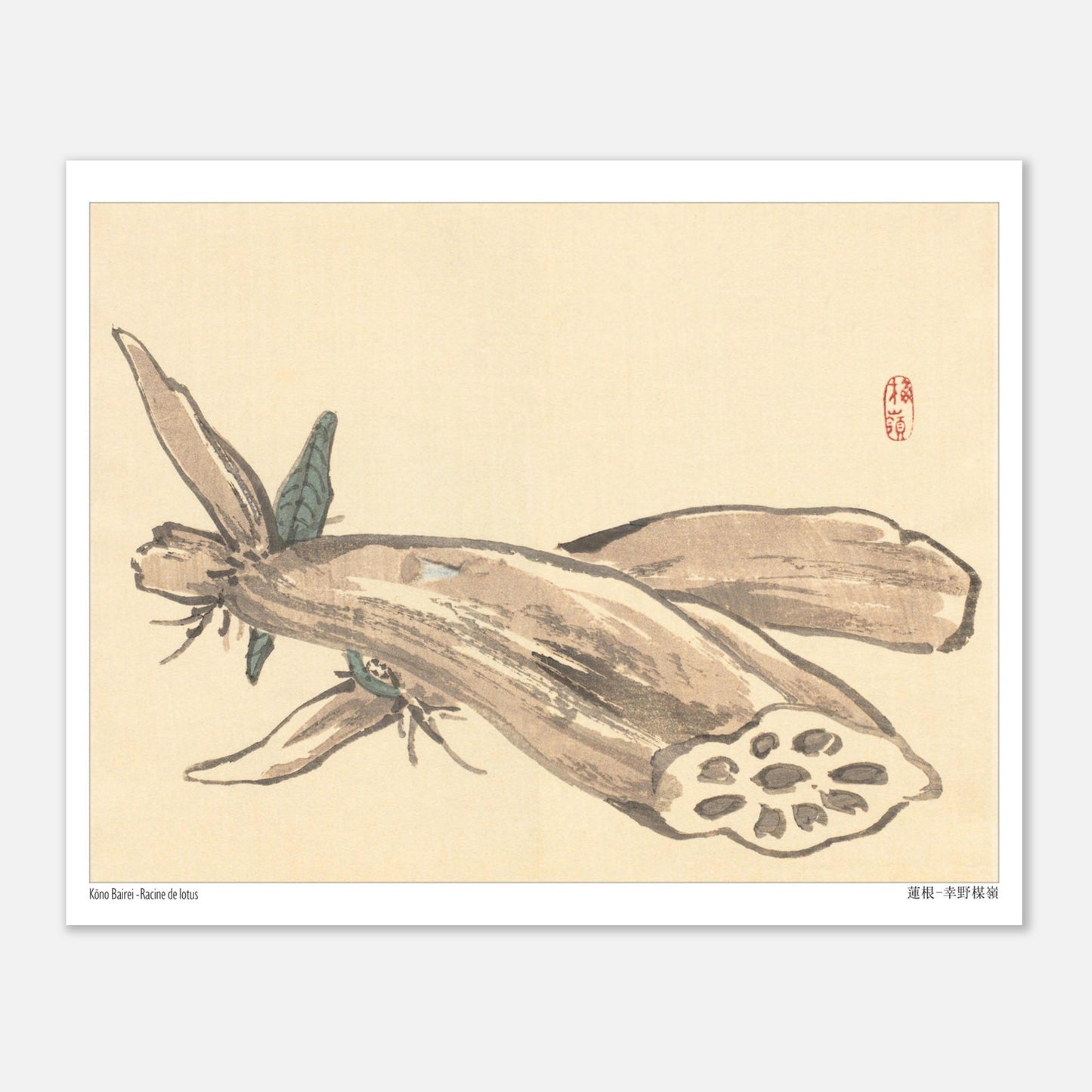 Planche Naturaliste de Racine de Lotus (Renkon) par Kōno Bairei (20x25 cm). Illustration japonaise ancienne montrant une racine de lotus coupée, révélant sa structure alvéolée, avec des feuilles au premier plan.