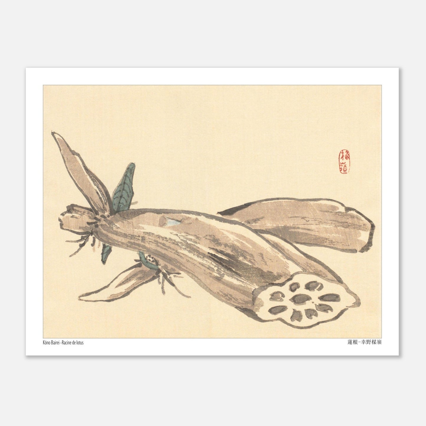 Planche Naturaliste de Racine de Lotus (Renkon) par Kōno Bairei (27x35 cm). Illustration japonaise ancienne montrant une racine de lotus coupée, révélant sa structure alvéolée, avec des feuilles au premier plan.
