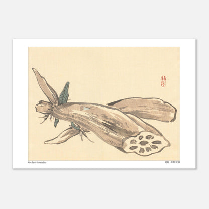 Planche Naturaliste de Racine de Lotus (Renkon) par Kōno Bairei (29,7x42 cm (A3)). Illustration japonaise ancienne montrant une racine de lotus coupée, révélant sa structure alvéolée, avec des feuilles au premier plan.
