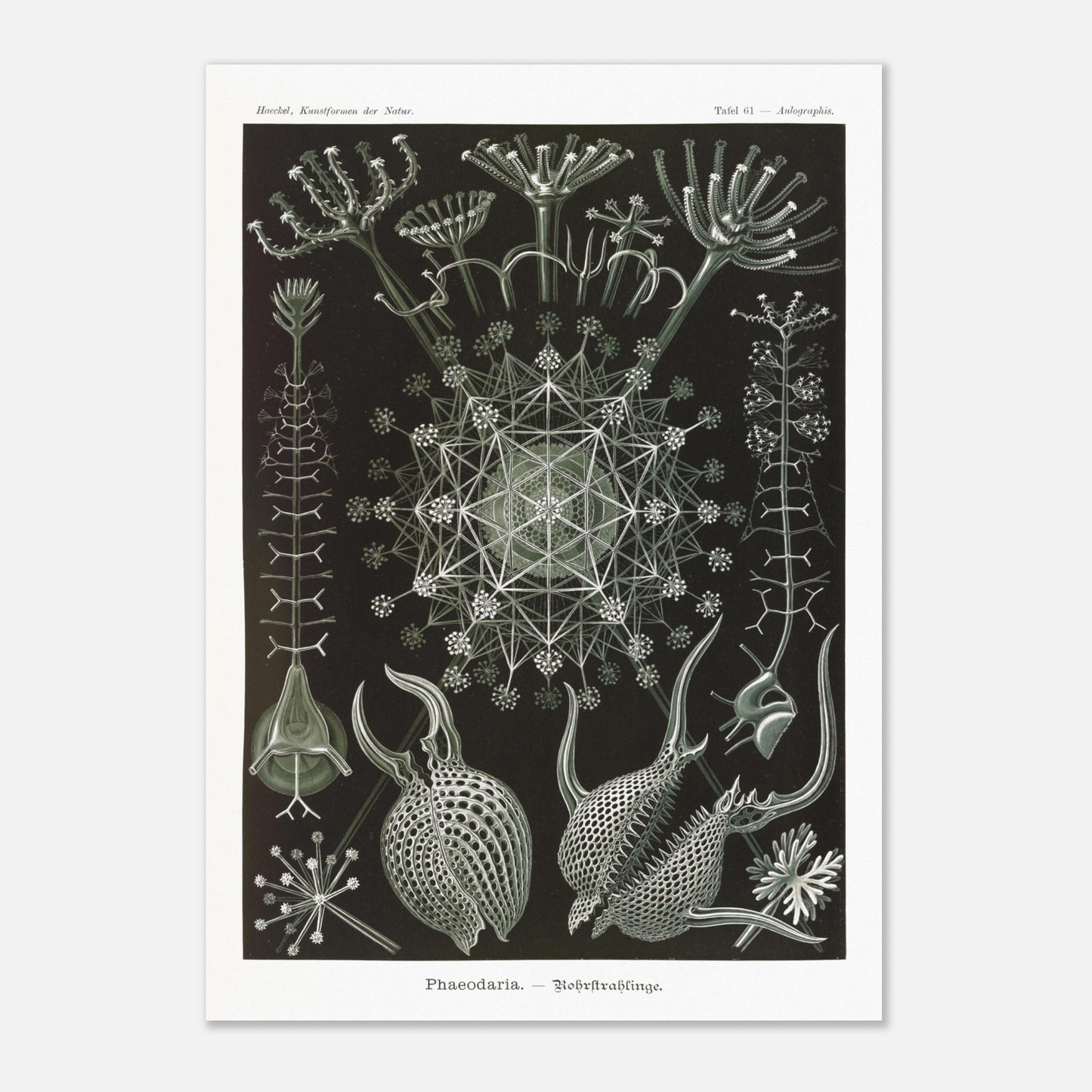 Planche de Radiolaires Phaeodaria - Ernst Haeckel (29,7x42 cm (A3)). Estampe scientifique d'Ernst Haeckel représentant des radiolaires tubulaires (Phaodaria), des organismes marins unicellulaires avec des structures complexes et souvent symétriques, sur un fond sombre.