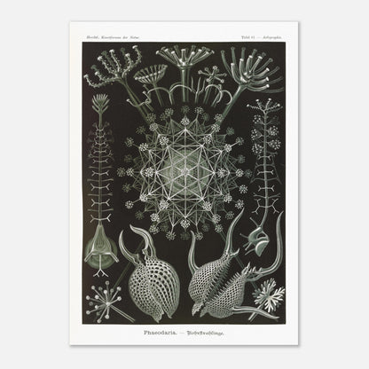 Planche de Radiolaires Phaeodaria - Ernst Haeckel (29,7x42 cm (A3)). Estampe scientifique d'Ernst Haeckel représentant des radiolaires tubulaires (Phaodaria), des organismes marins unicellulaires avec des structures complexes et souvent symétriques, sur un fond sombre.
