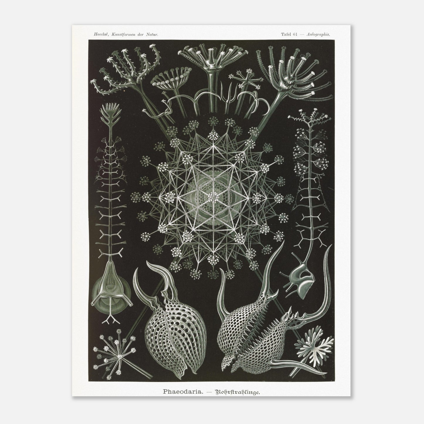 Planche de Radiolaires Phaeodaria - Ernst Haeckel (30x40 cm). Estampe scientifique d'Ernst Haeckel représentant des radiolaires tubulaires (Phaodaria), des organismes marins unicellulaires avec des structures complexes et souvent symétriques, sur un fond sombre.