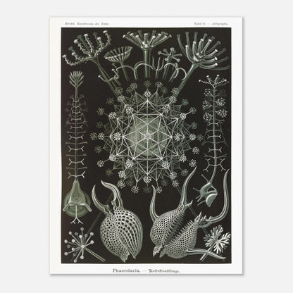 Planche de Radiolaires Phaeodaria - Ernst Haeckel (30x40 cm). Estampe scientifique d'Ernst Haeckel représentant des radiolaires tubulaires (Phaodaria), des organismes marins unicellulaires avec des structures complexes et souvent symétriques, sur un fond sombre.