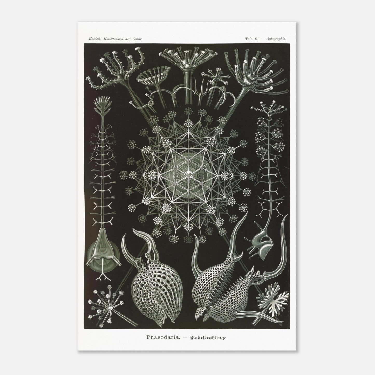 Planche de Radiolaires Phaeodaria - Ernst Haeckel (40x60 cm). Estampe scientifique d'Ernst Haeckel représentant des radiolaires tubulaires (Phaodaria), des organismes marins unicellulaires avec des structures complexes et souvent symétriques, sur un fond sombre.