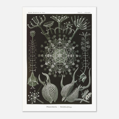 Planche de Radiolaires Phaeodaria - Ernst Haeckel (59,4x84,1 cm (A1)). Estampe scientifique d'Ernst Haeckel représentant des radiolaires tubulaires (Phaodaria), des organismes marins unicellulaires avec des structures complexes et souvent symétriques, sur un fond sombre.