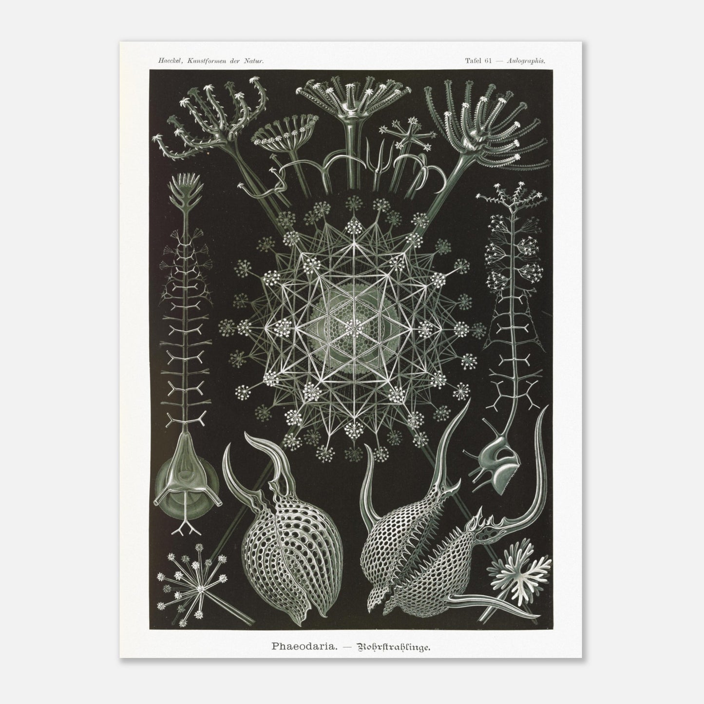 Planche de Radiolaires Phaeodaria - Ernst Haeckel (60x80 cm). Estampe scientifique d'Ernst Haeckel représentant des radiolaires tubulaires (Phaodaria), des organismes marins unicellulaires avec des structures complexes et souvent symétriques, sur un fond sombre.