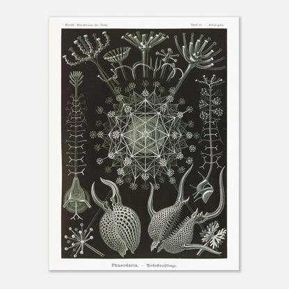 Planche de Radiolaires Phaeodaria - Ernst Haeckel (60x80 cm). Estampe scientifique d'Ernst Haeckel représentant des radiolaires tubulaires (Phaodaria), des organismes marins unicellulaires avec des structures complexes et souvent symétriques, sur un fond sombre.