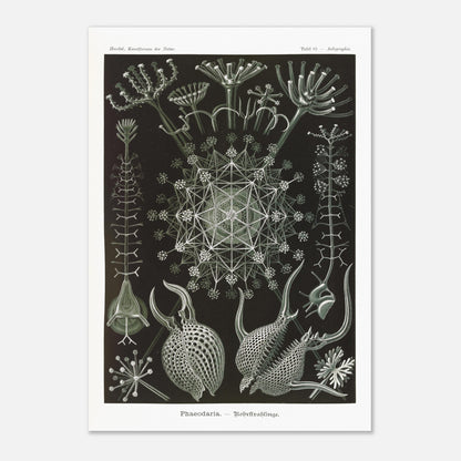 Planche de Radiolaires Phaeodaria - Ernst Haeckel (70x100 cm). Estampe scientifique d'Ernst Haeckel représentant des radiolaires tubulaires (Phaodaria), des organismes marins unicellulaires avec des structures complexes et souvent symétriques, sur un fond sombre.