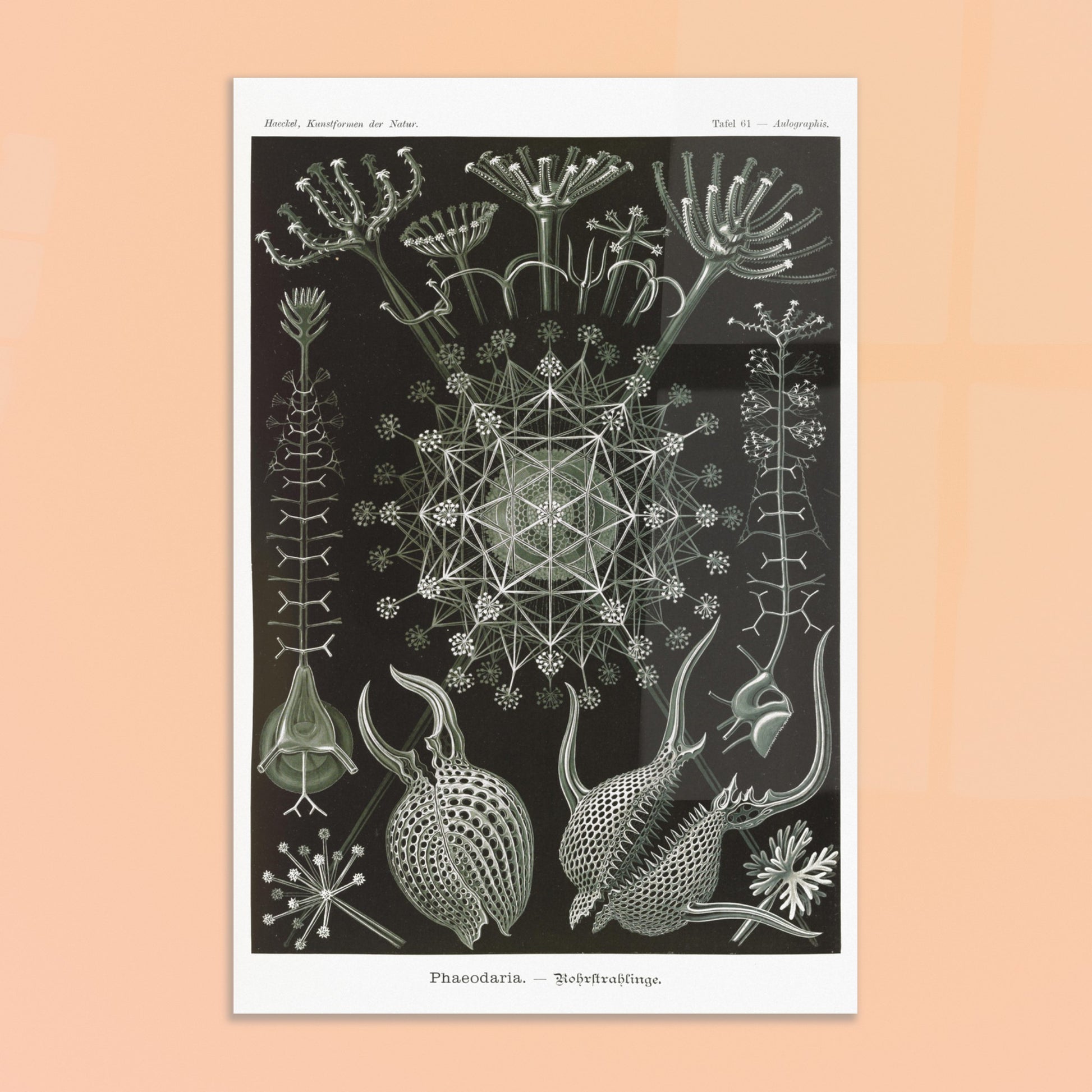 Planche de Radiolaires Phaeodaria - Ernst Haeckel. Estampe scientifique d'Ernst Haeckel représentant des radiolaires tubulaires (Phaodaria), des organismes marins unicellulaires avec des structures complexes et souvent symétriques, sur un fond sombre. Image d'illustration 8