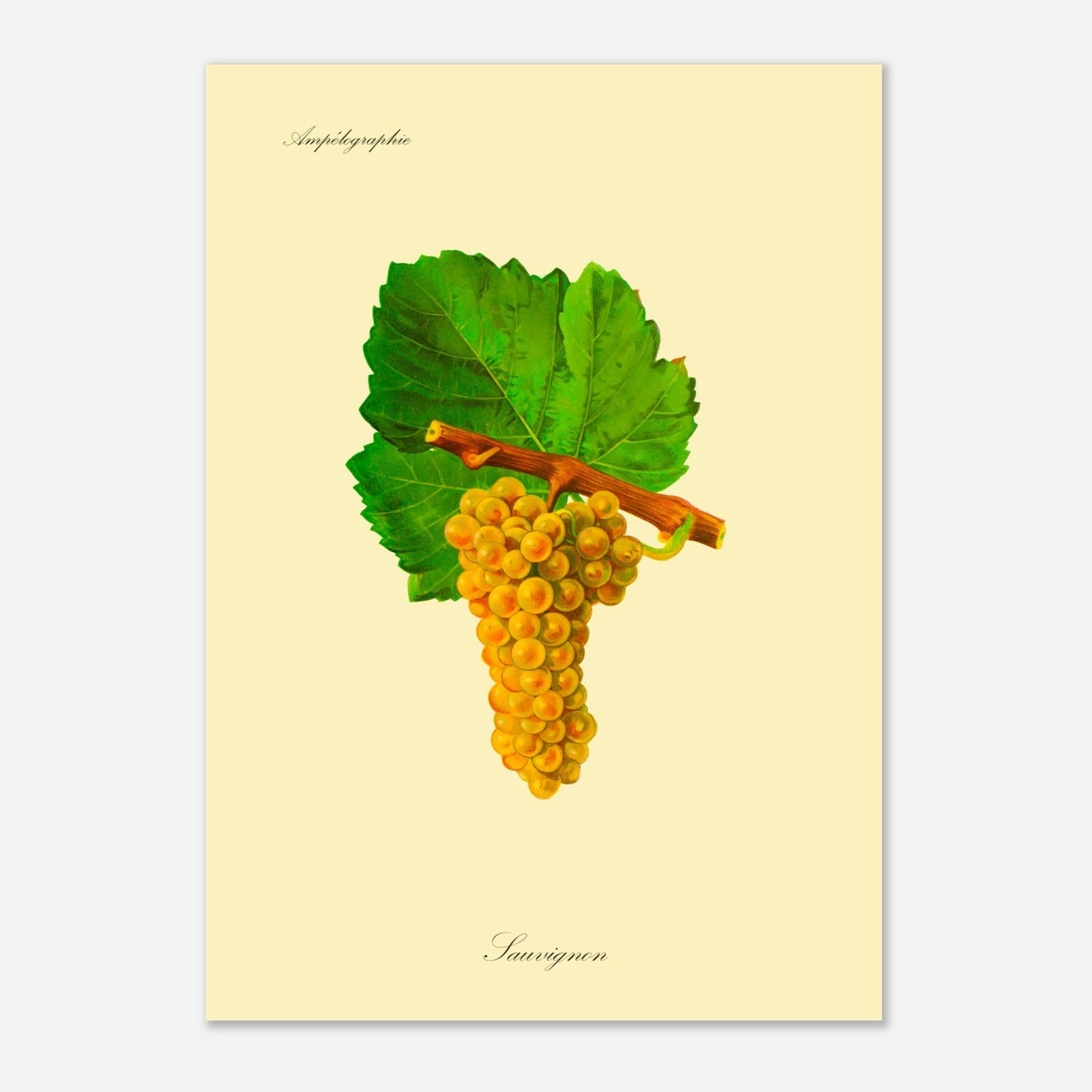 Sauvignon : Planche ampélographique de raisin (29,7x42 cm (A3)). Reproduction botanique d'une grappe de raisins jaunes appelée 'Sauvignon', avec des feuilles vertes.