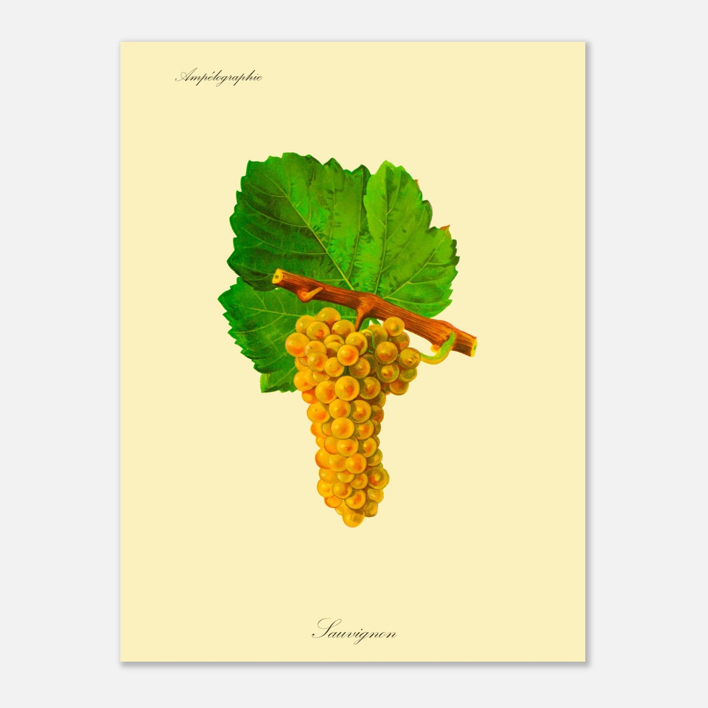 Sauvignon : Planche ampélographique de raisin (30x40 cm). Reproduction botanique d'une grappe de raisins jaunes appelée 'Sauvignon', avec des feuilles vertes.
