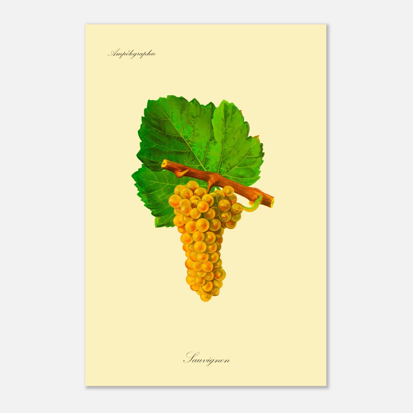 Sauvignon : Planche ampélographique de raisin (40x60 cm). Reproduction botanique d'une grappe de raisins jaunes appelée 'Sauvignon', avec des feuilles vertes.
