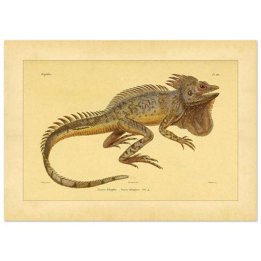 Lophyre dilophe (Tiaris): Reproduktion einer Reptilienillustration (50x70 cm). Alte naturkundliche Tafel mit der Darstellung eines Reptils (Tiaris dilophus) im Profil, mit einer Abbildung seines Kopfes und seiner Schuppen.