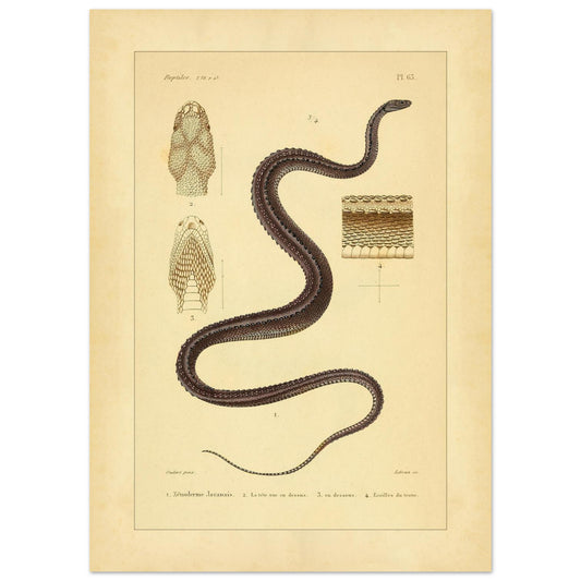 Javanischer Xenoderm: Wissenschaftliche Reptilienillustration (50x70 cm). Alte wissenschaftliche Tafel einer Javanischen Warzenschlange, die das gesamte Reptil, seinen Kopf von oben und unten sowie ein Detail seiner Schuppen zeigt.