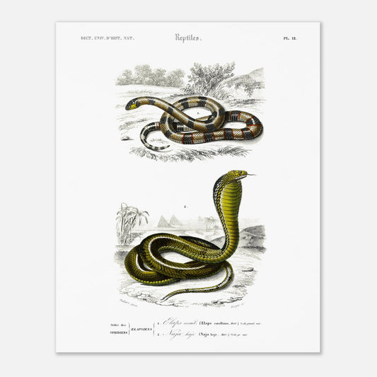 Planche de reptiles : Elaps corallinus et Naja haje par d'Orbigny (40x50 cm). Illustration scientifique en couleurs montrant deux serpents : un serpent corail (Elaps corallinus) et un cobra (Naja haje), dans un décor désertique.