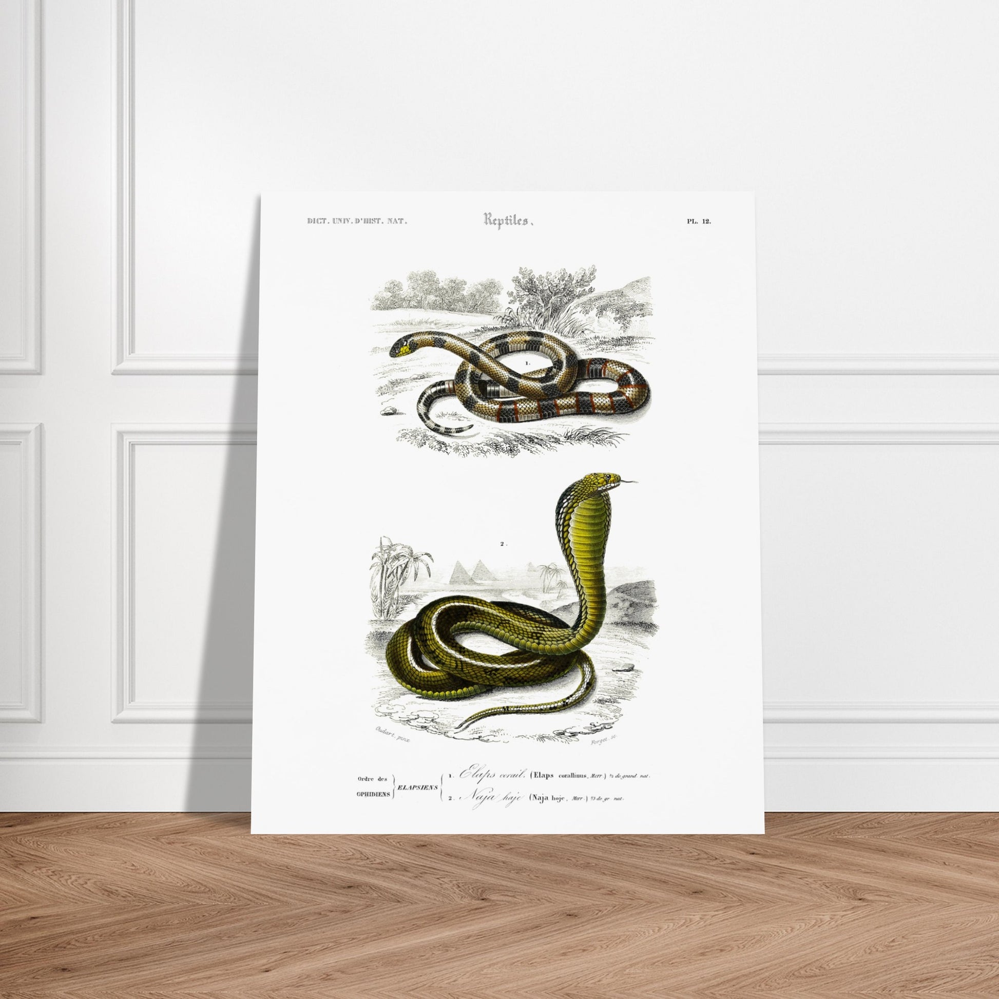 Planche de reptiles : Elaps corallinus et Naja haje par d'Orbigny. Illustration scientifique en couleurs montrant deux serpents : un serpent corail (Elaps corallinus) et un cobra (Naja haje), dans un décor désertique. Image d'illustration 5