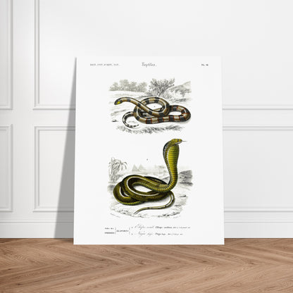 Planche de reptiles : Elaps corallinus et Naja haje par d'Orbigny. Illustration scientifique en couleurs montrant deux serpents : un serpent corail (Elaps corallinus) et un cobra (Naja haje), dans un décor désertique. Image d'illustration 5
