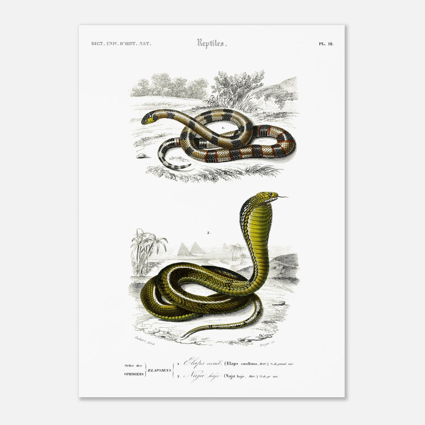 Planche de reptiles : Elaps corallinus et Naja haje par d'Orbigny (50x70 cm). Illustration scientifique en couleurs montrant deux serpents : un serpent corail (Elaps corallinus) et un cobra (Naja haje), dans un décor désertique.