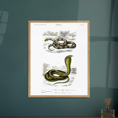 Planche de reptiles : Elaps corallinus et Naja haje par d'Orbigny. Illustration scientifique en couleurs montrant deux serpents : un serpent corail (Elaps corallinus) et un cobra (Naja haje), dans un décor désertique. Image d'illustration 6