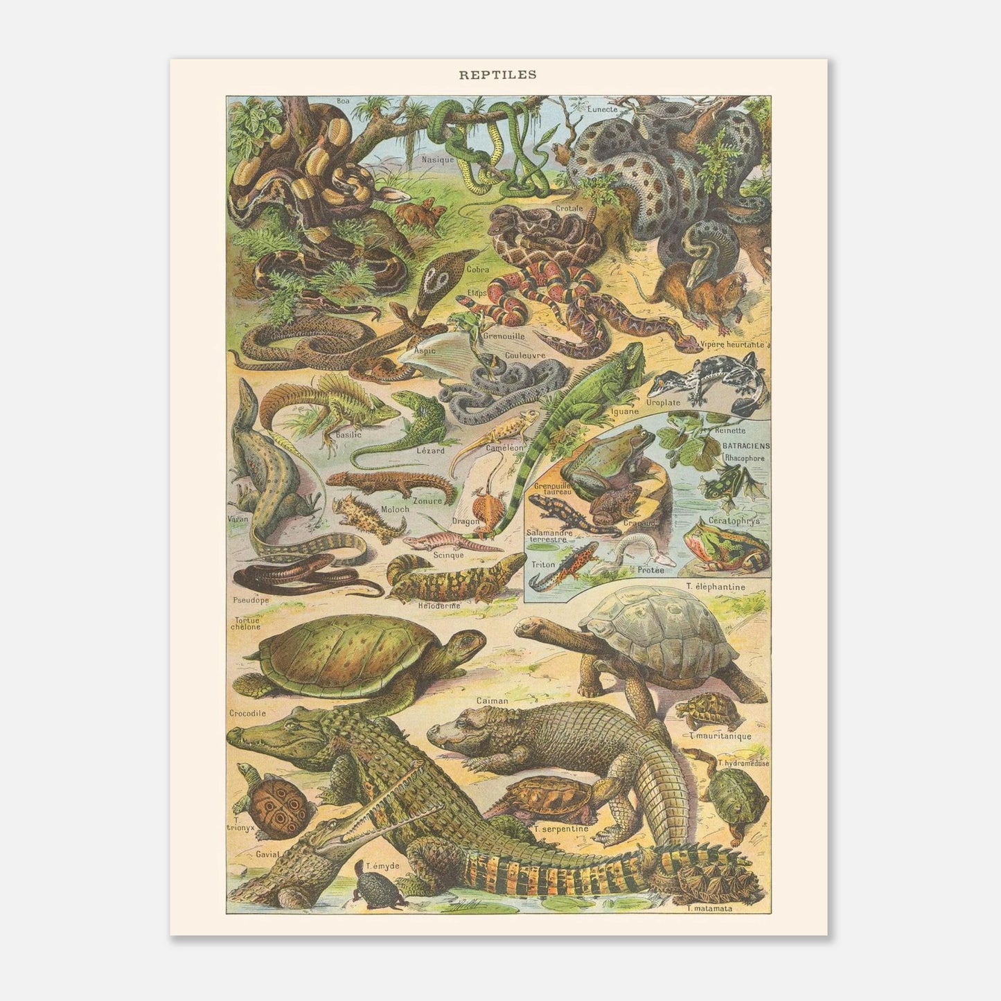 Planche Reptiles et amphibiens – Illustration ancienne Larousse 1910 (30x40 cm). Planche de l'Encyclopédie Larousse de 1910 titrée "Reptiles", illustrant une diversité de reptiles et d'amphibiens tels que des serpents, lézards, tortues et grenouilles, avec leurs noms.