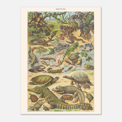 Planche Reptiles et amphibiens – Illustration ancienne Larousse 1910 (30x40 cm). Planche de l'Encyclopédie Larousse de 1910 titrée "Reptiles", illustrant une diversité de reptiles et d'amphibiens tels que des serpents, lézards, tortues et grenouilles, avec leurs noms.